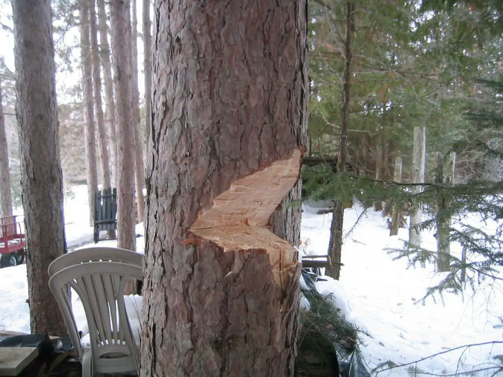 Loft lumber tree cutting 01